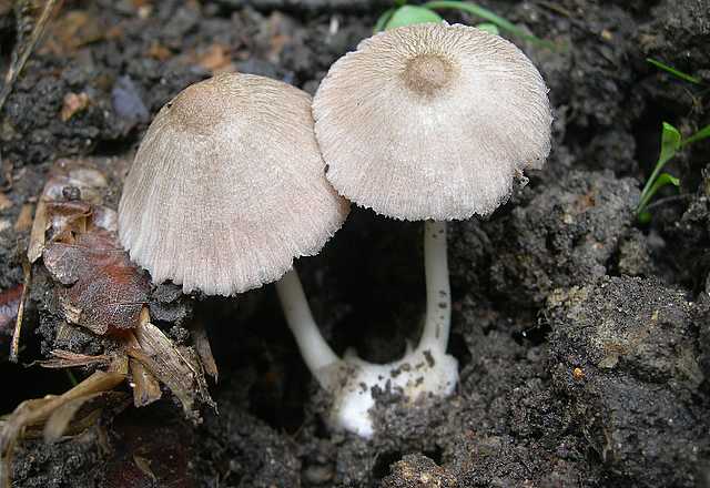 Volvariella spec.